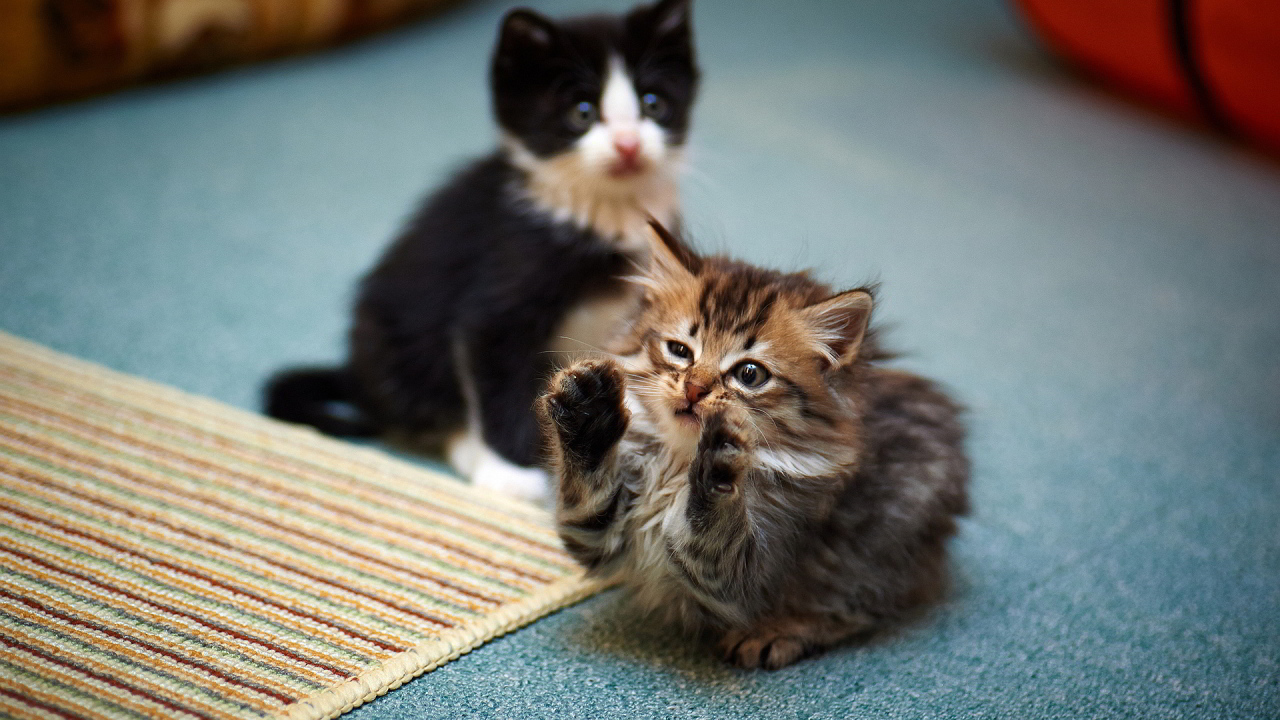 Смешной маленький игривый кот и его брат