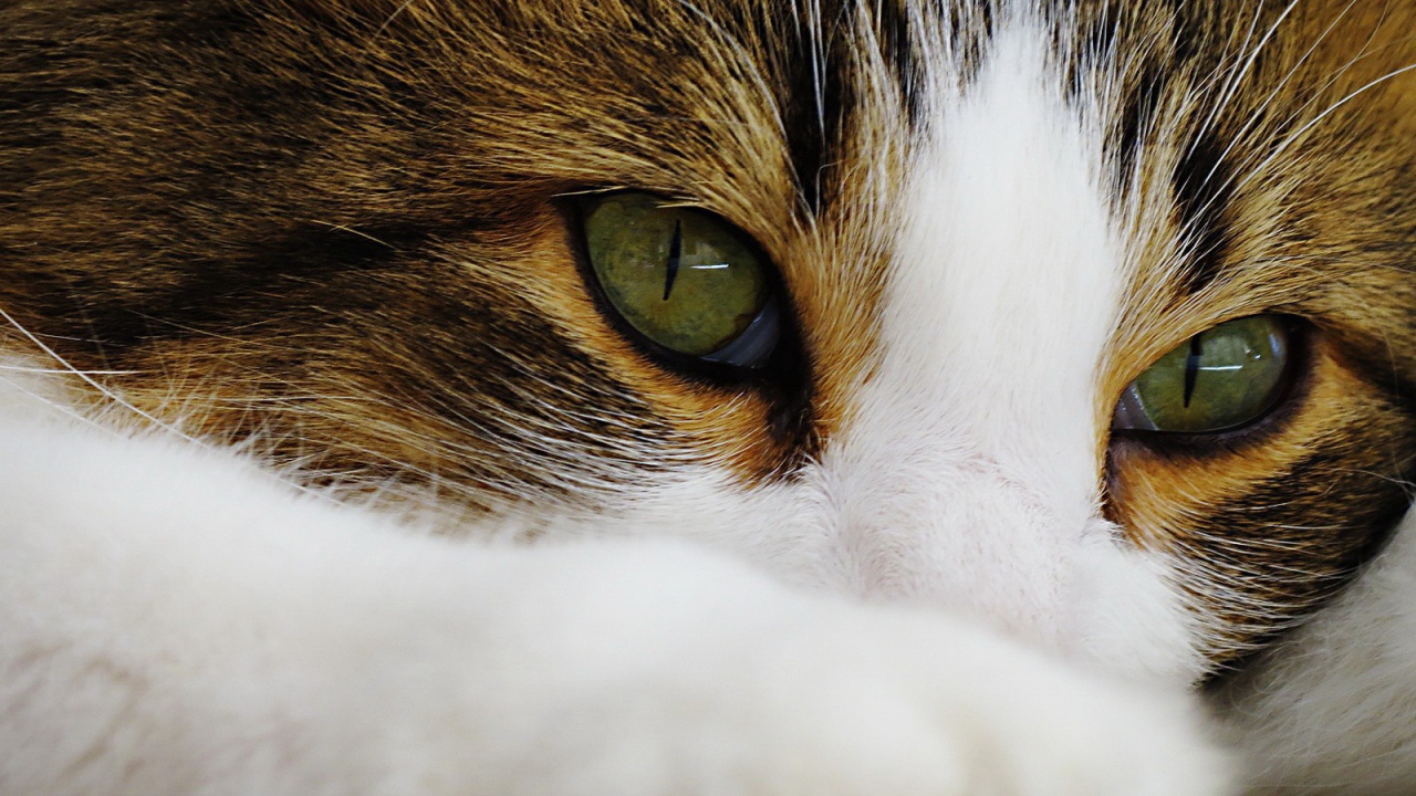 Зеленые глаза кота