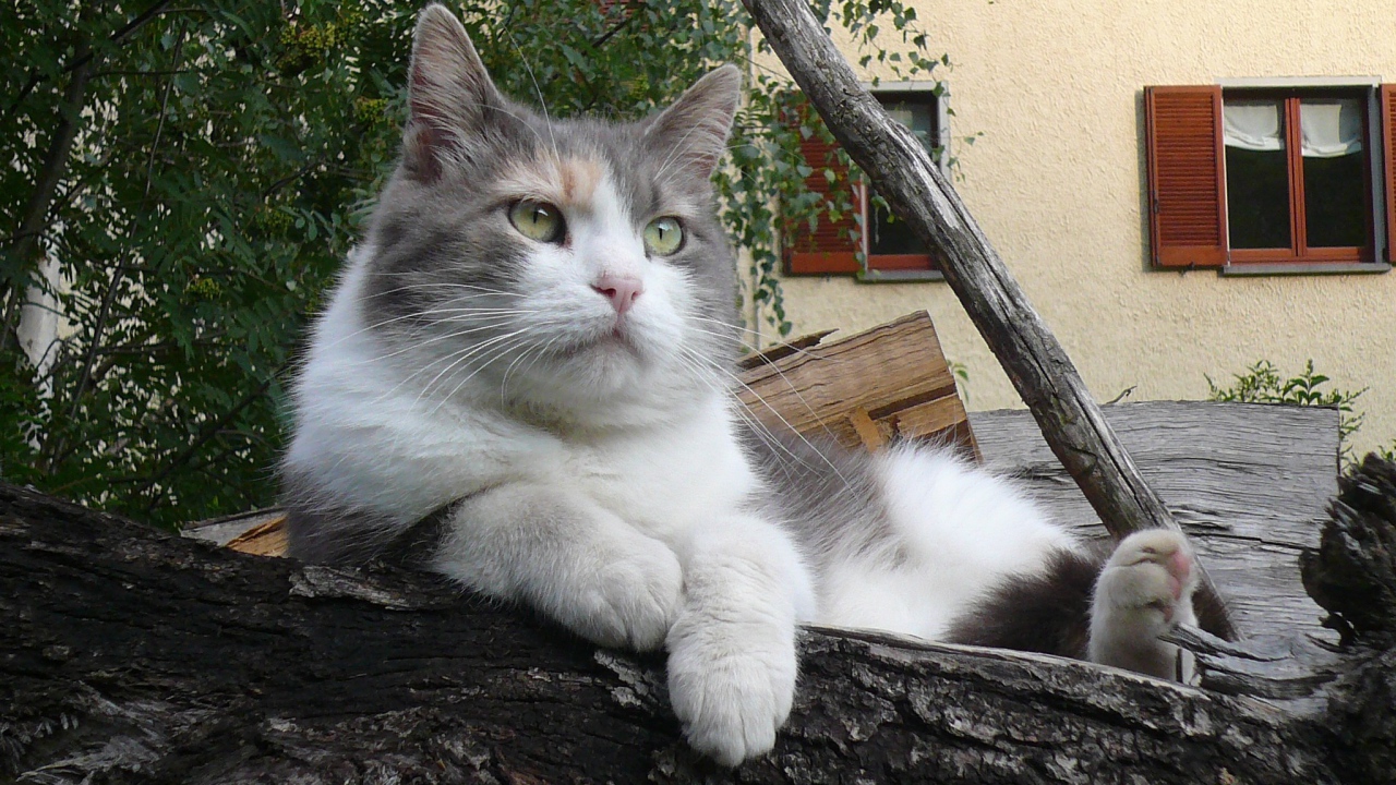 Серый кот лежит на бревне