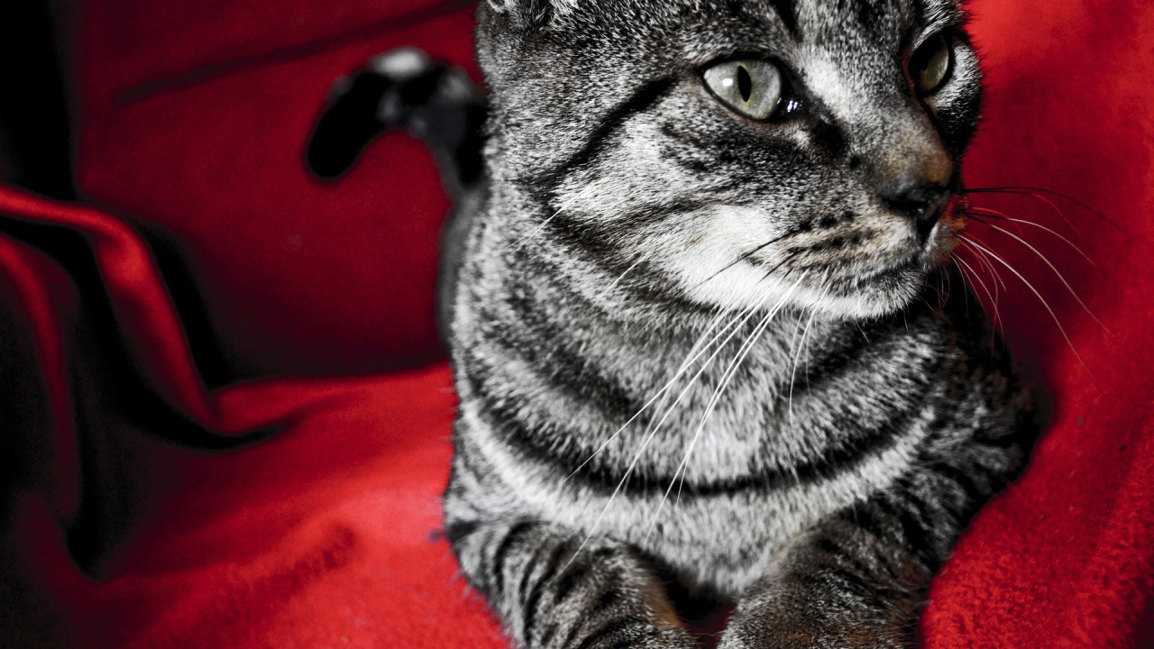 Серый кот на красном стуле
