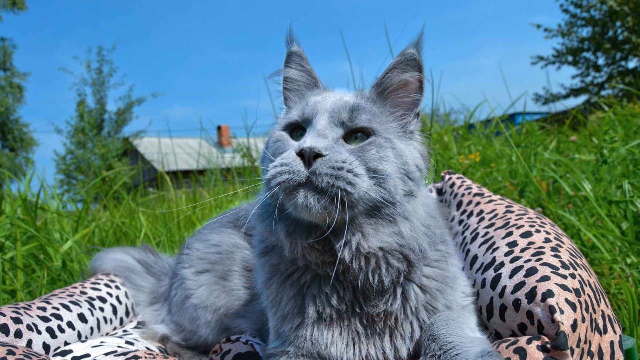 Серый молодой кот мейн-кун на природе
