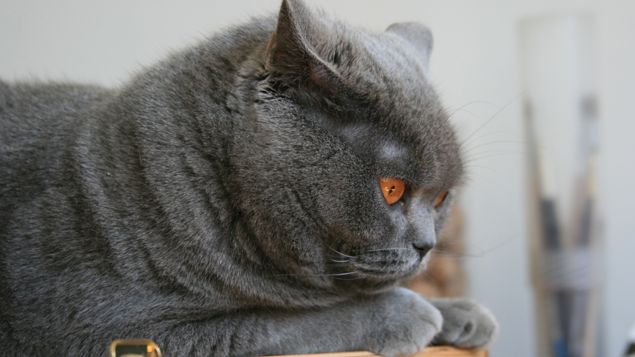 Недовольный британский кот