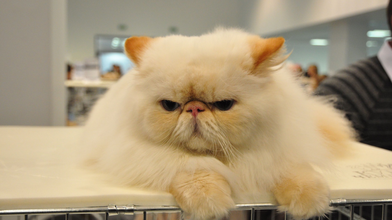 Сварливый персидский кот