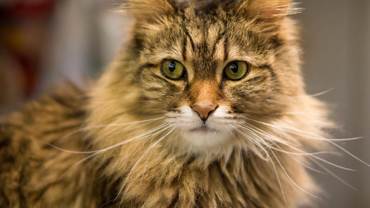 Красивый усатый кот мейн-кун ближним планом