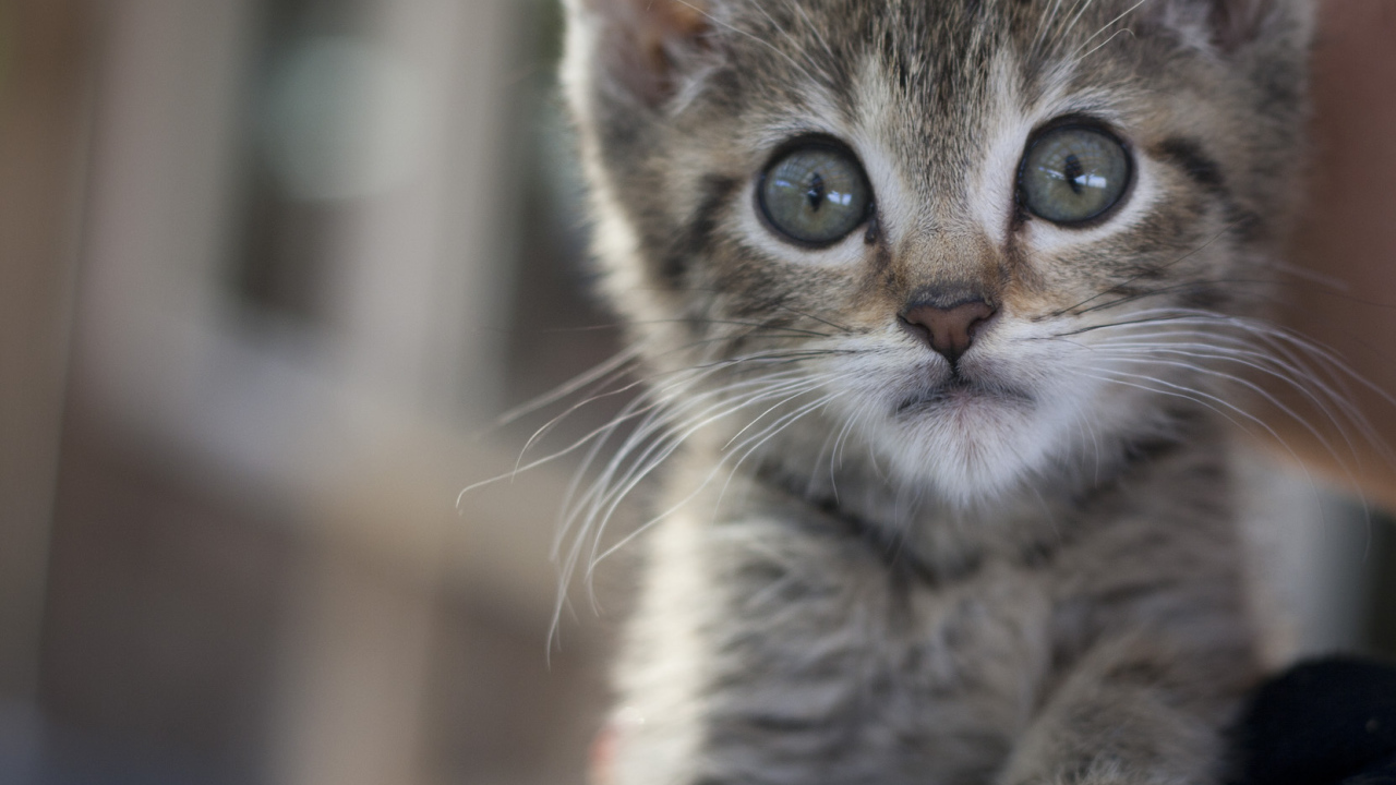Малыш мейн-кун с испуганным взглядом
