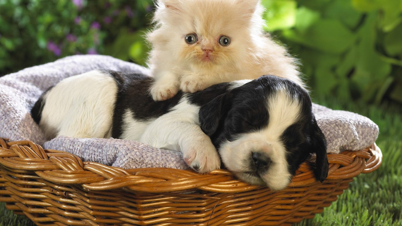 Котенок и щенок