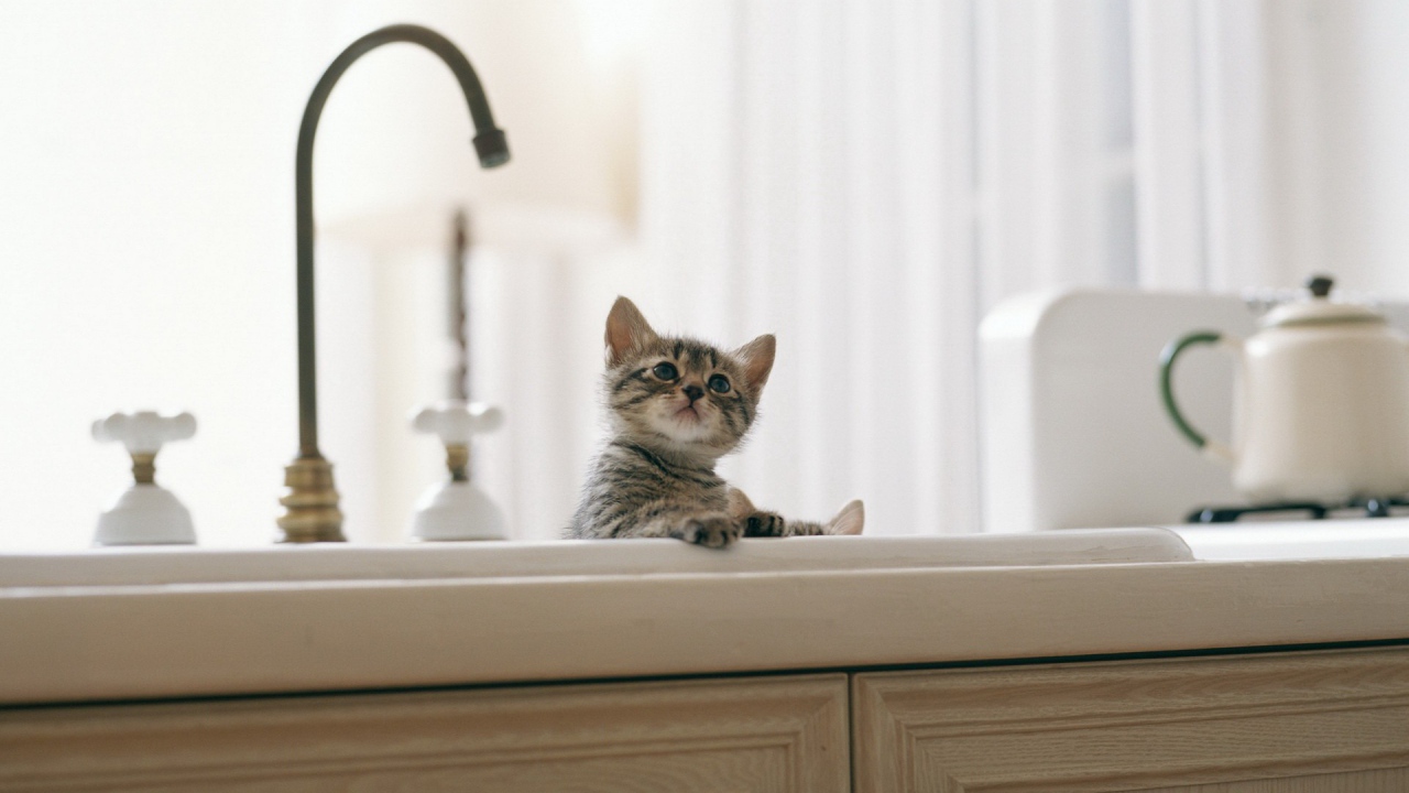 Котенок купается в раковине