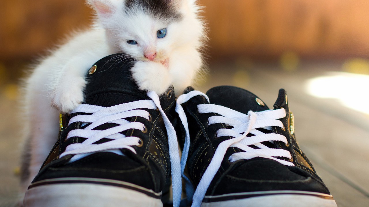 Kitten is eating sneakers