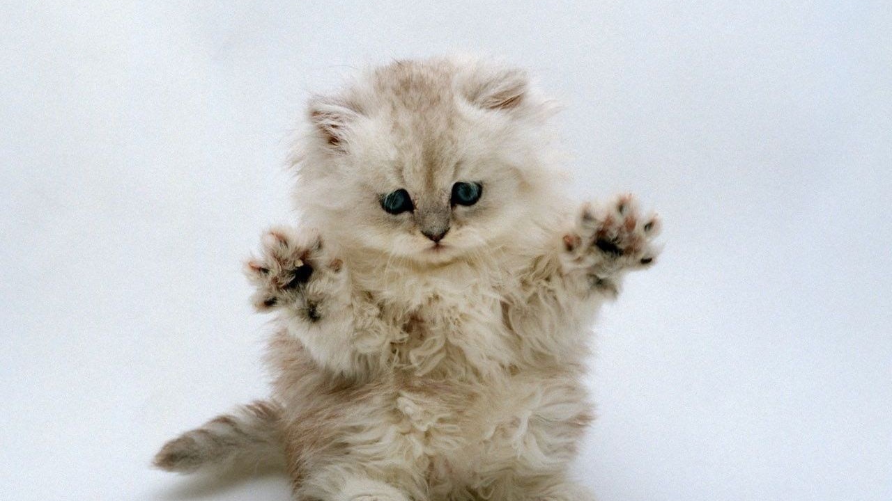 Котенок готовится к прыжку