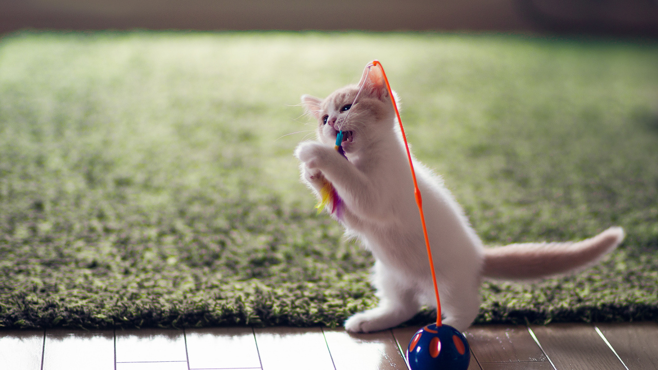 Котенок играет