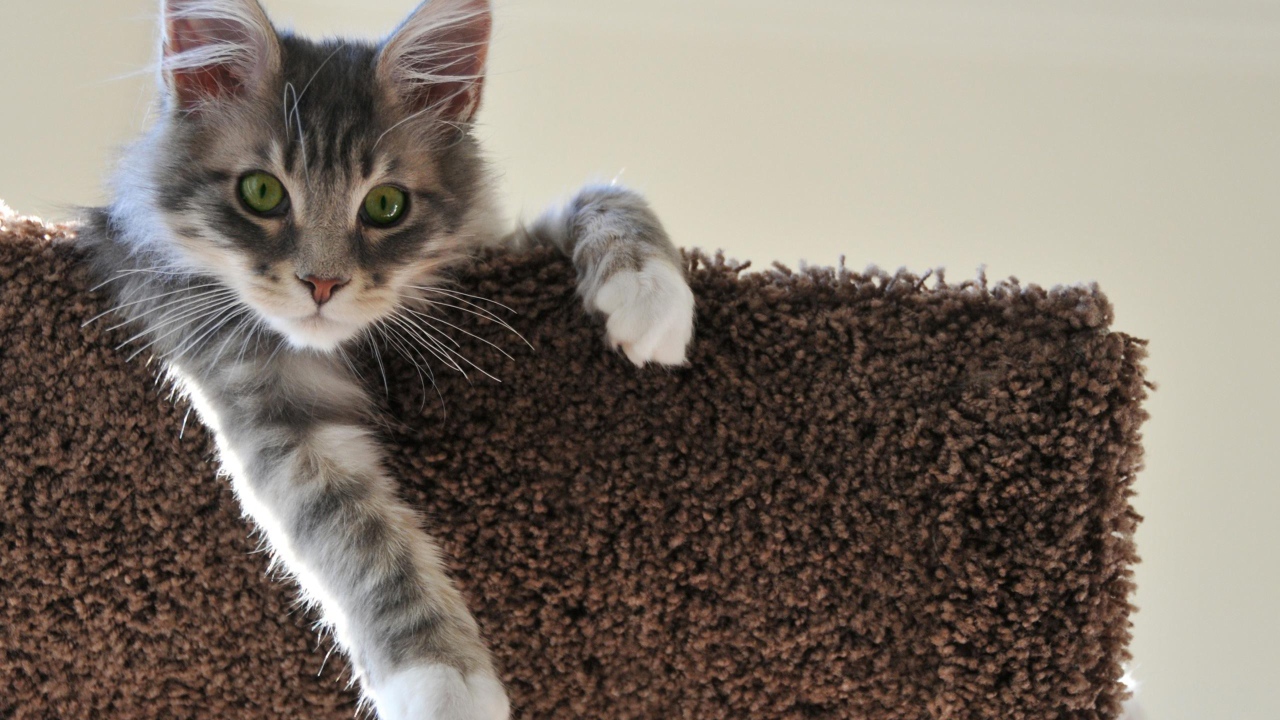 Котенок свесил лапу