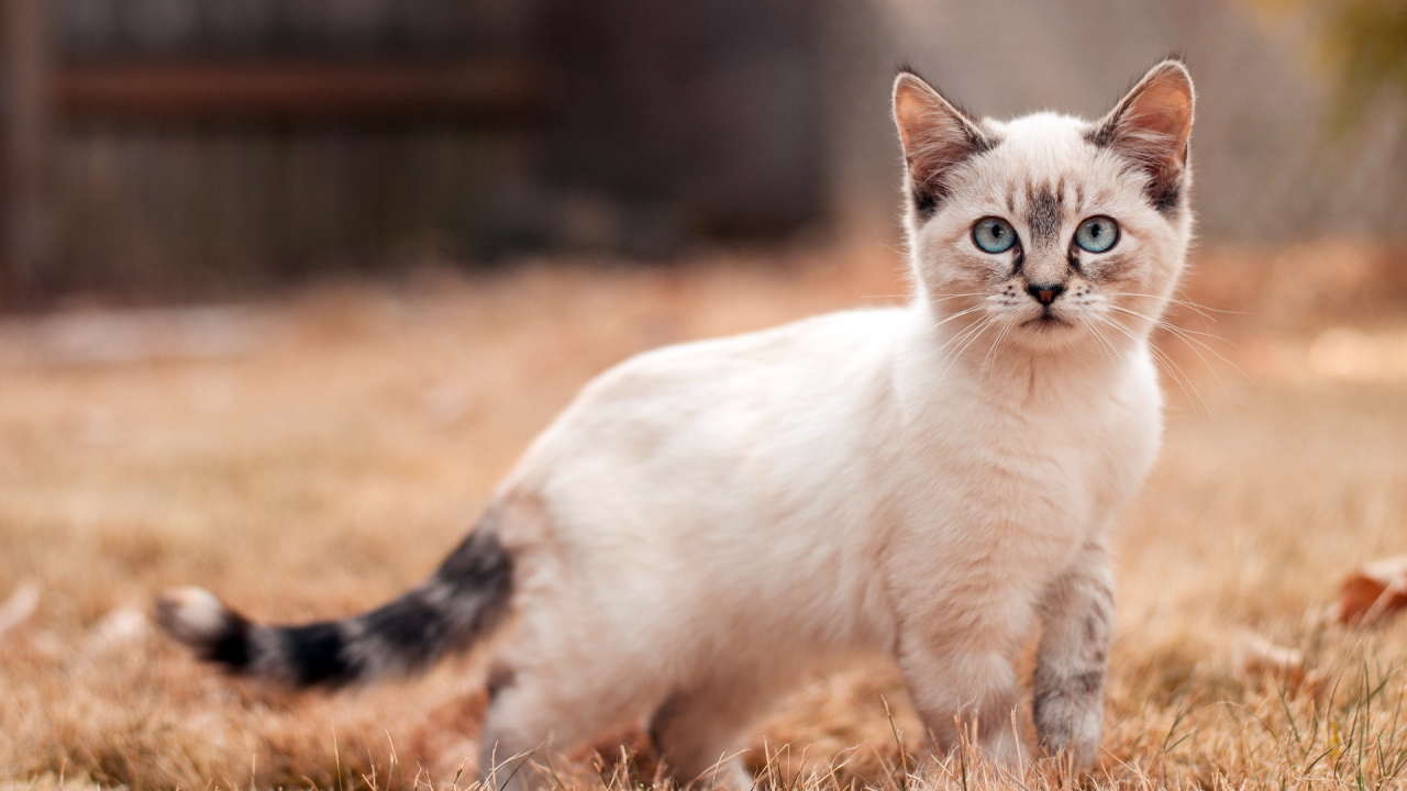 Маленький сиамский кот на засохшей траве