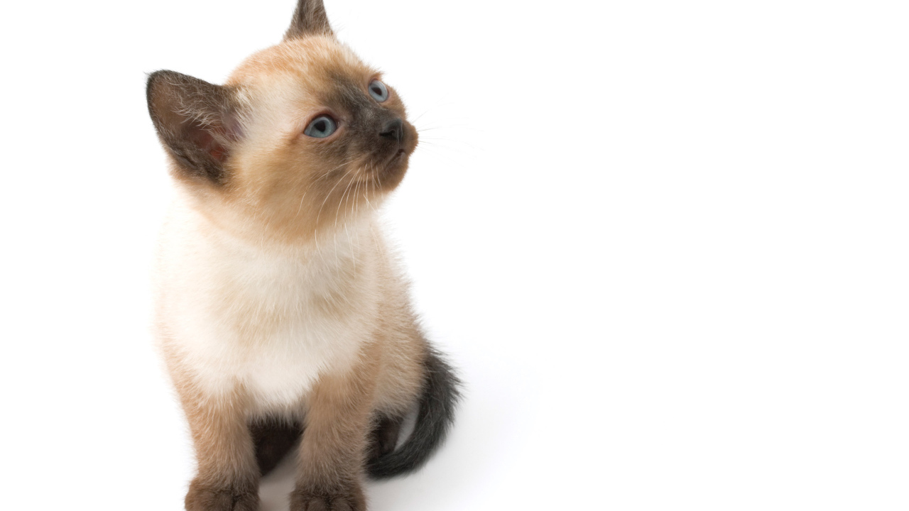 Маленький симпатичный сиамский кот позирует