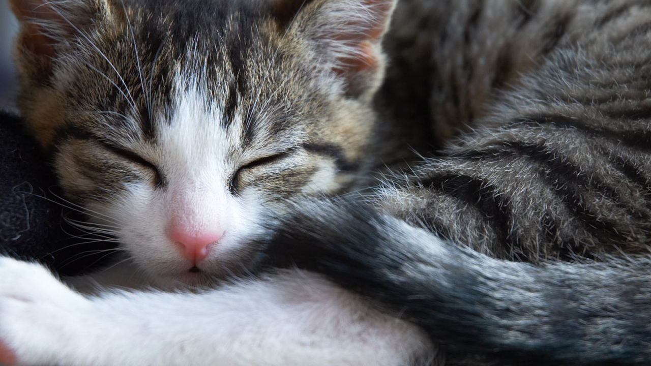 Маленький симпатичный спящий кот