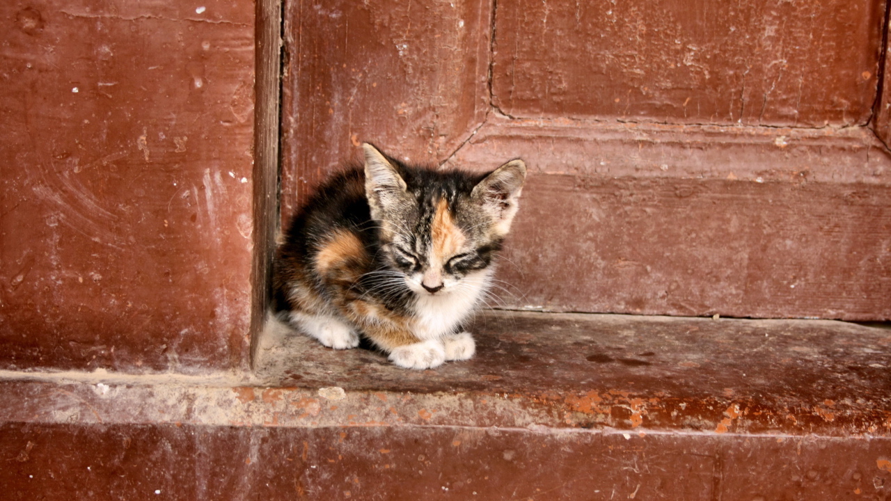 Одинокий котенок