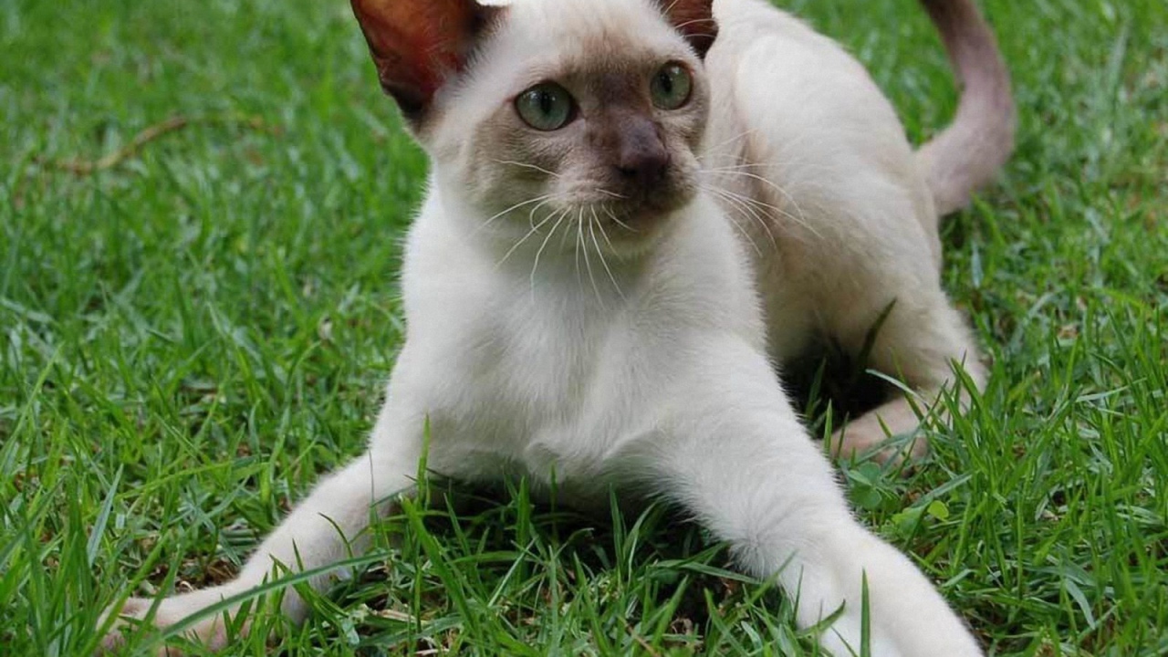 Игривый сиамский кот на траве