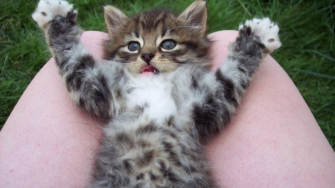 Игривый маленький кот на коленях