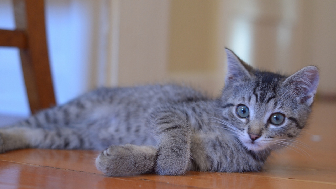 Серый молодой игривый кот на полу