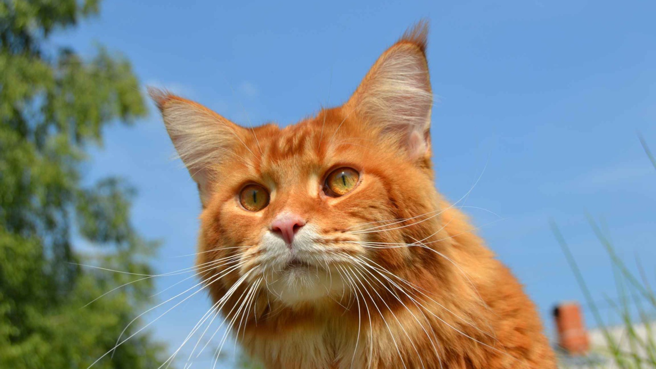Рыжий кот мейн-кун на природе