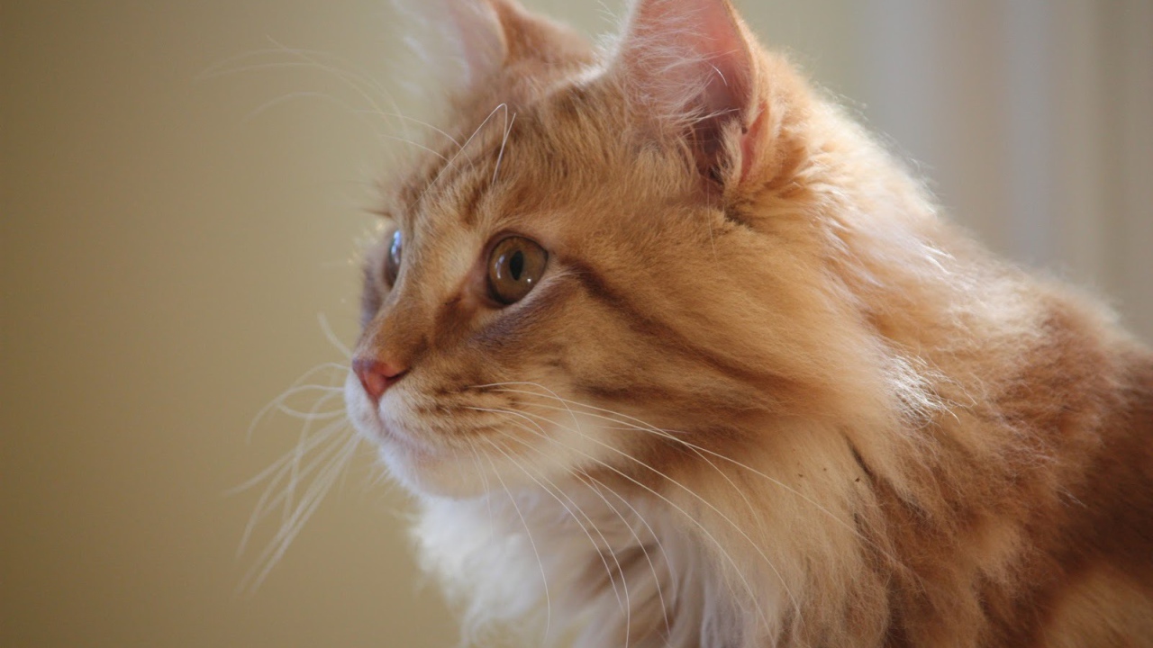 Red Cat Maine Coon saw  someone 