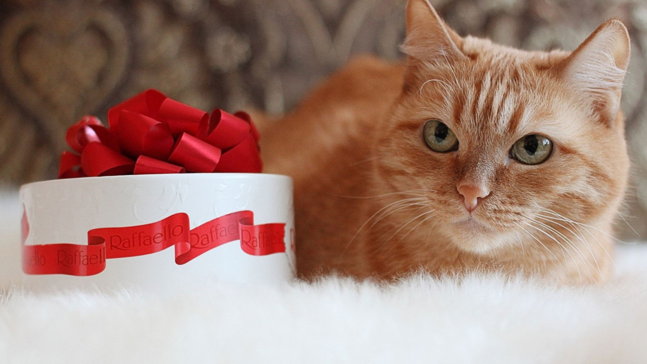 Рыжий кот и рафаэлло