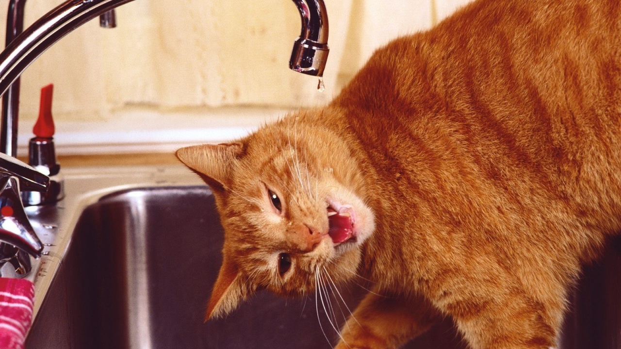 Рыжий смешной кот пьёт воду