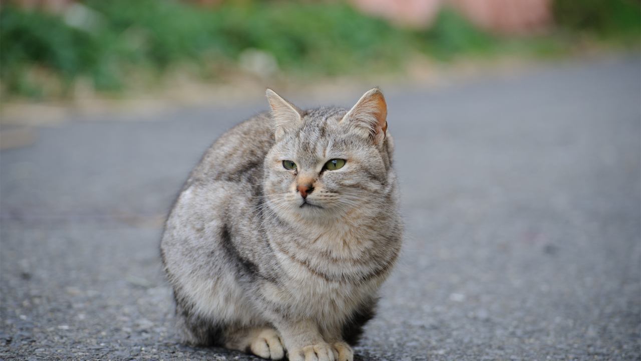 Грустный уличный кот