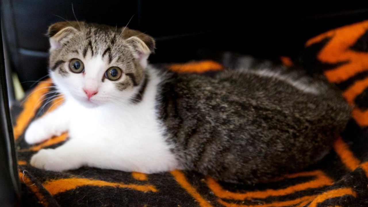 Шотландский вислоухий кот на покрывале