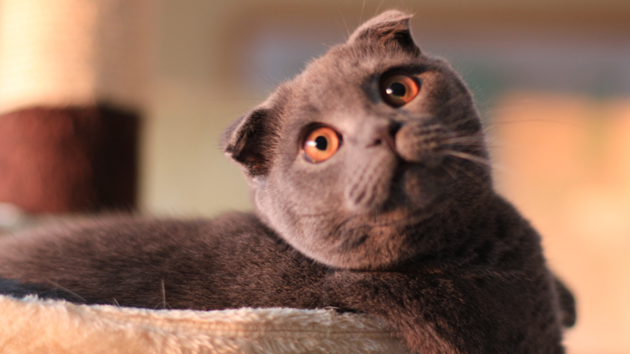 Шотландский вислоухий кот с карими глазами