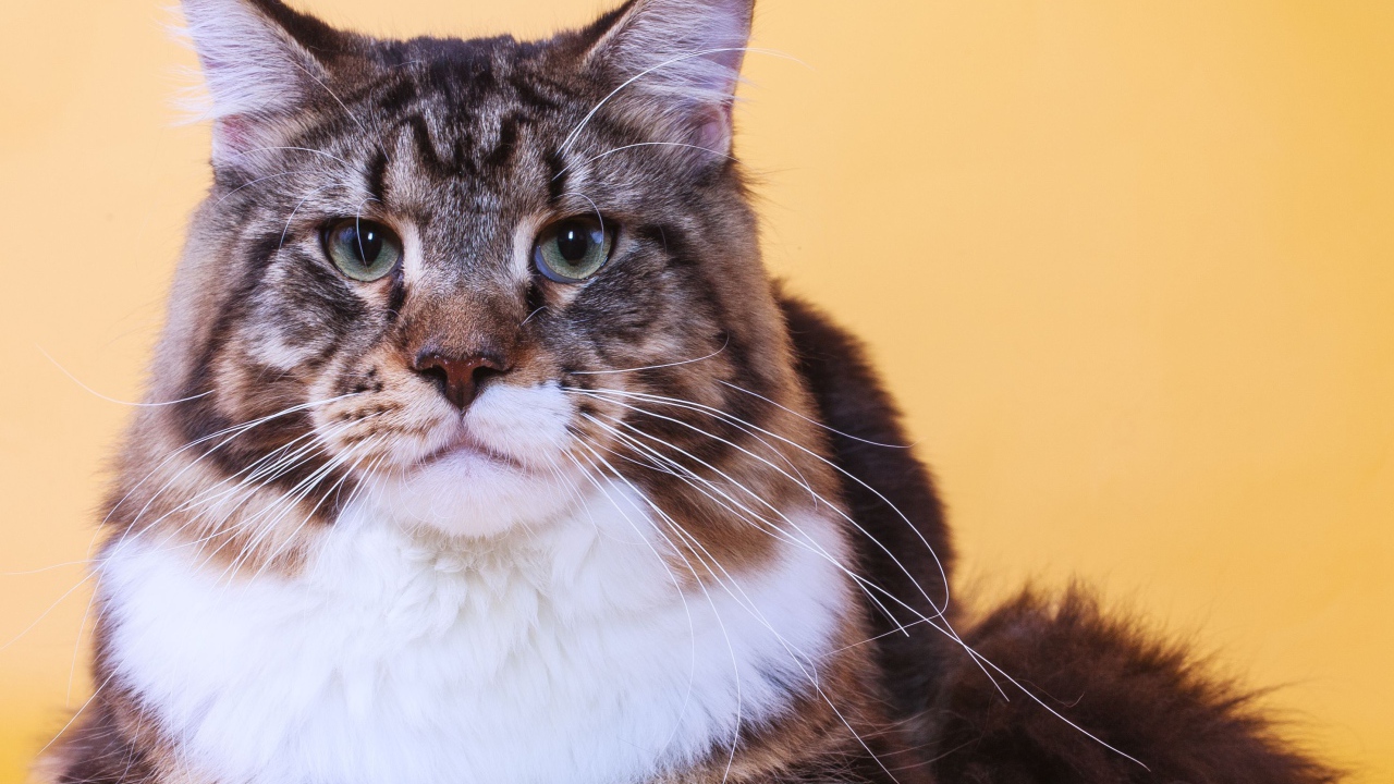 Серьёзный кот мейн-кун на оранжевом фоне