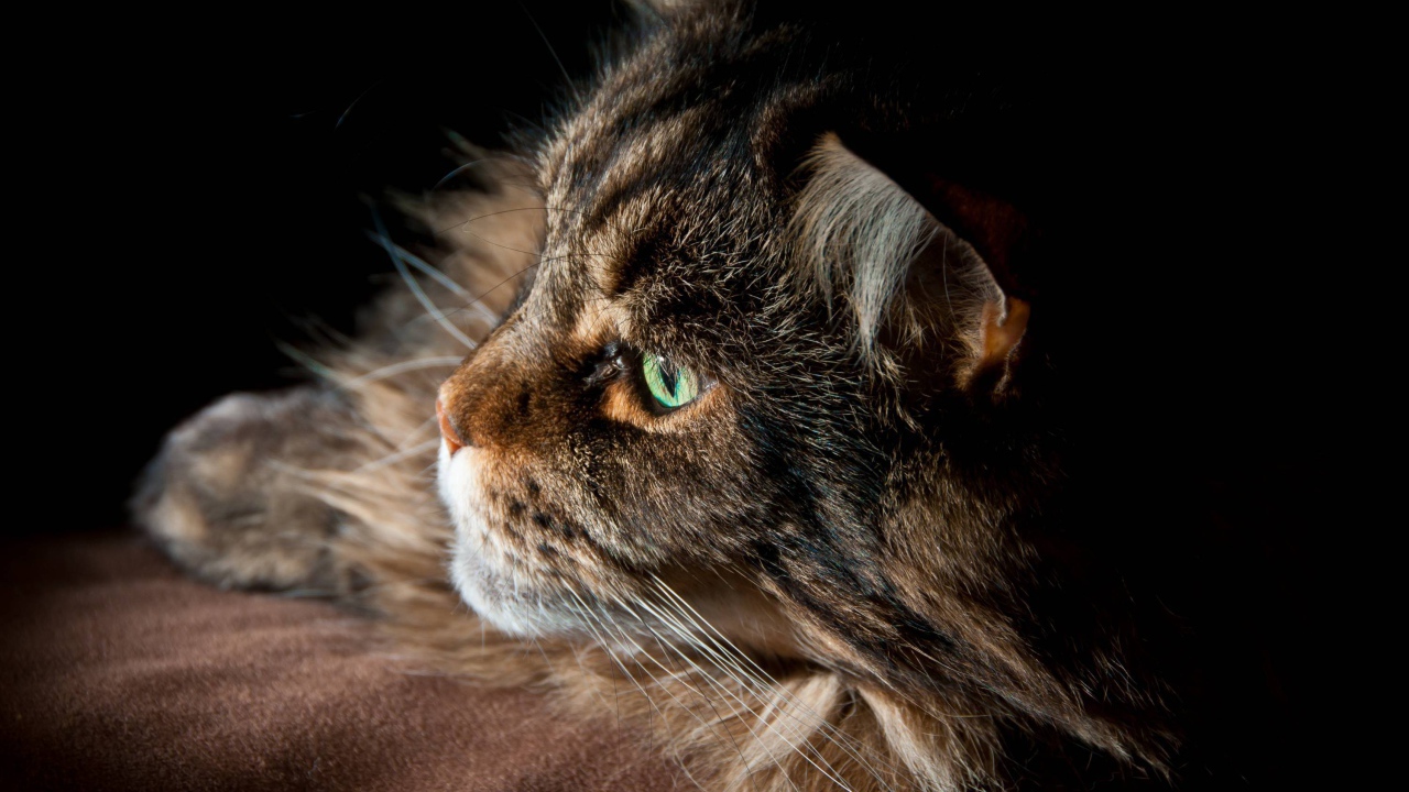 Серьёзный кот мейн-кун с зелёными глазами