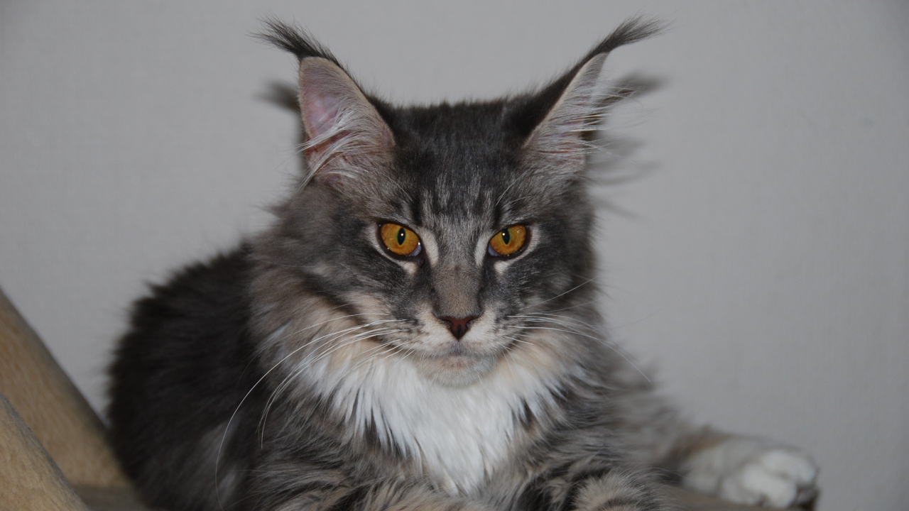 Красивый серьёзный кот мейн-кун с карими глазами