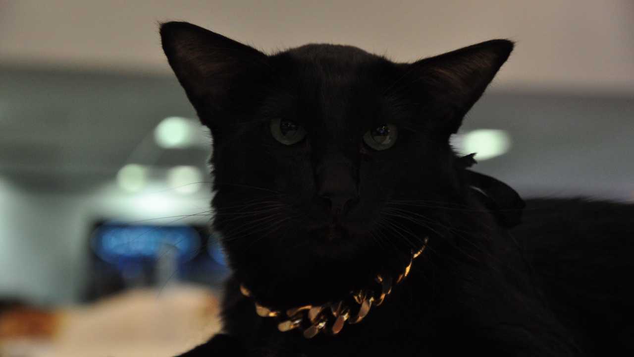 Чёрный красивый серьёзный кот мейн-кун