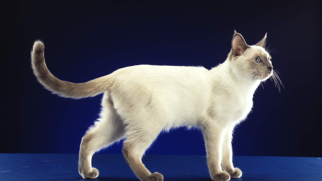 Сиамский кот позирует на синем фоне