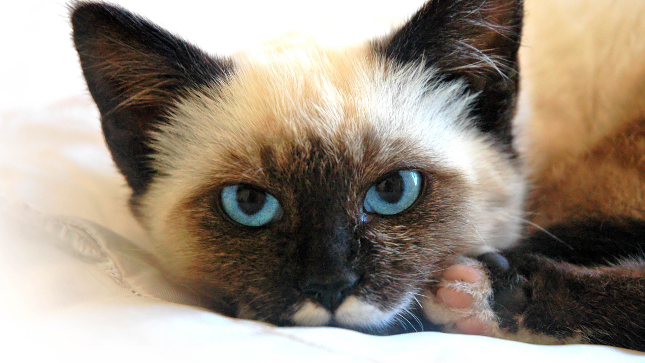 Сиамский кот устал