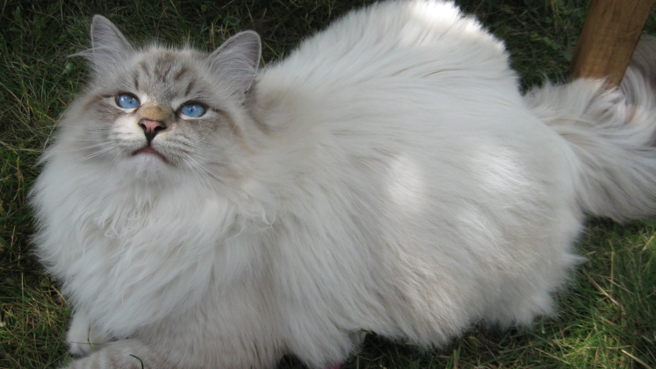 Сибирский кот на траве