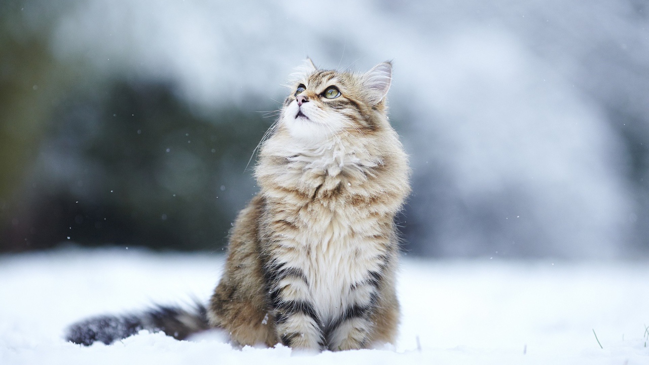 Сибирский кот сидит на снегу