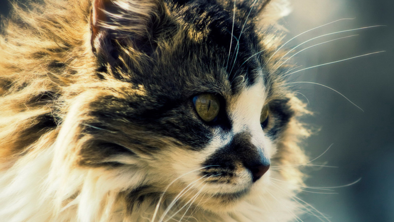 Сибирский кот с интересным окрасом