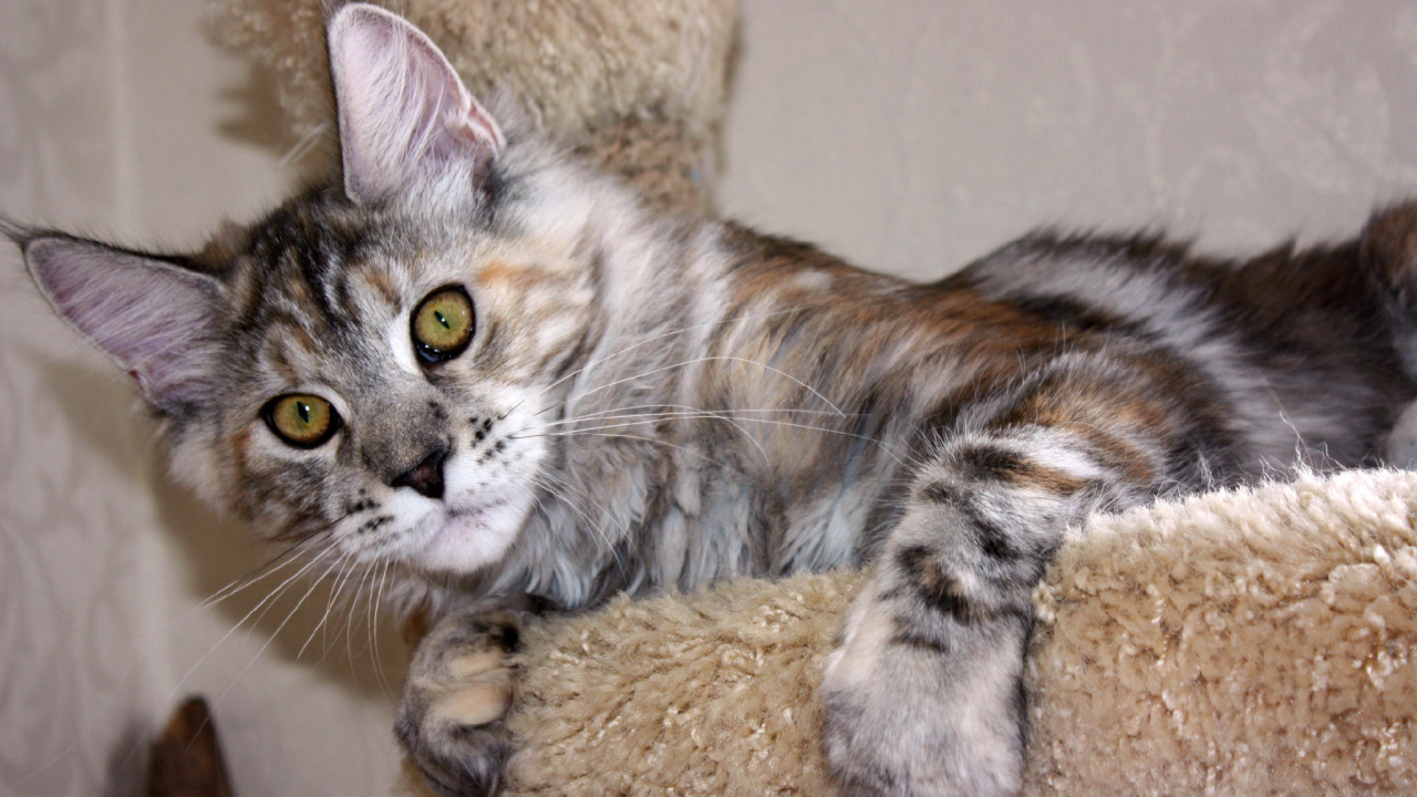 Серебристый игривый кот мейн-кун с зелёными глазами