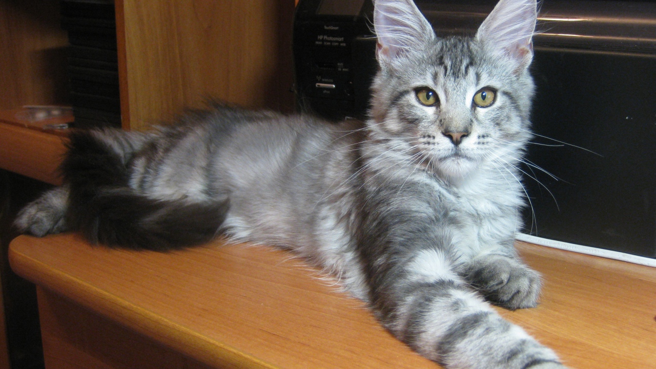 Серебристый молодой кот породы мейн-кун