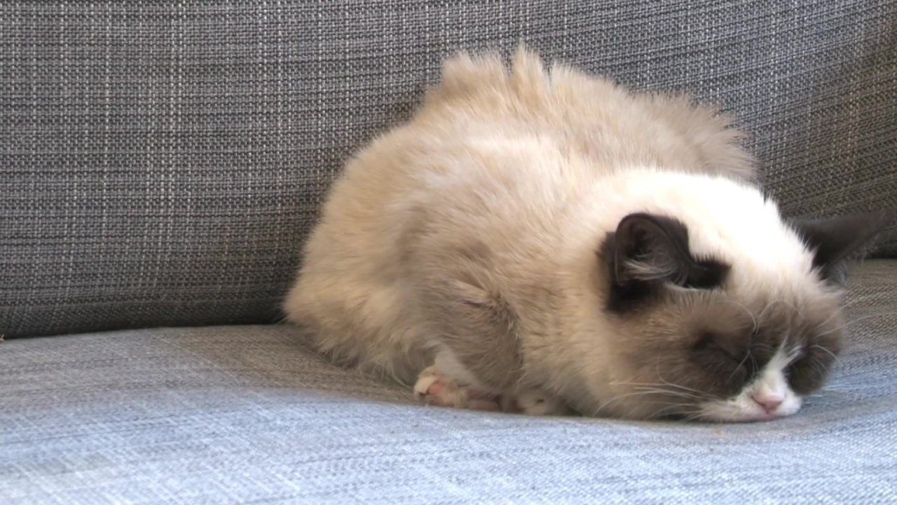 Спящий недовольный кот