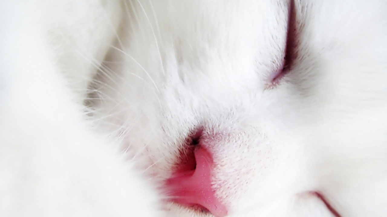 Спящий белый кот крупным планом