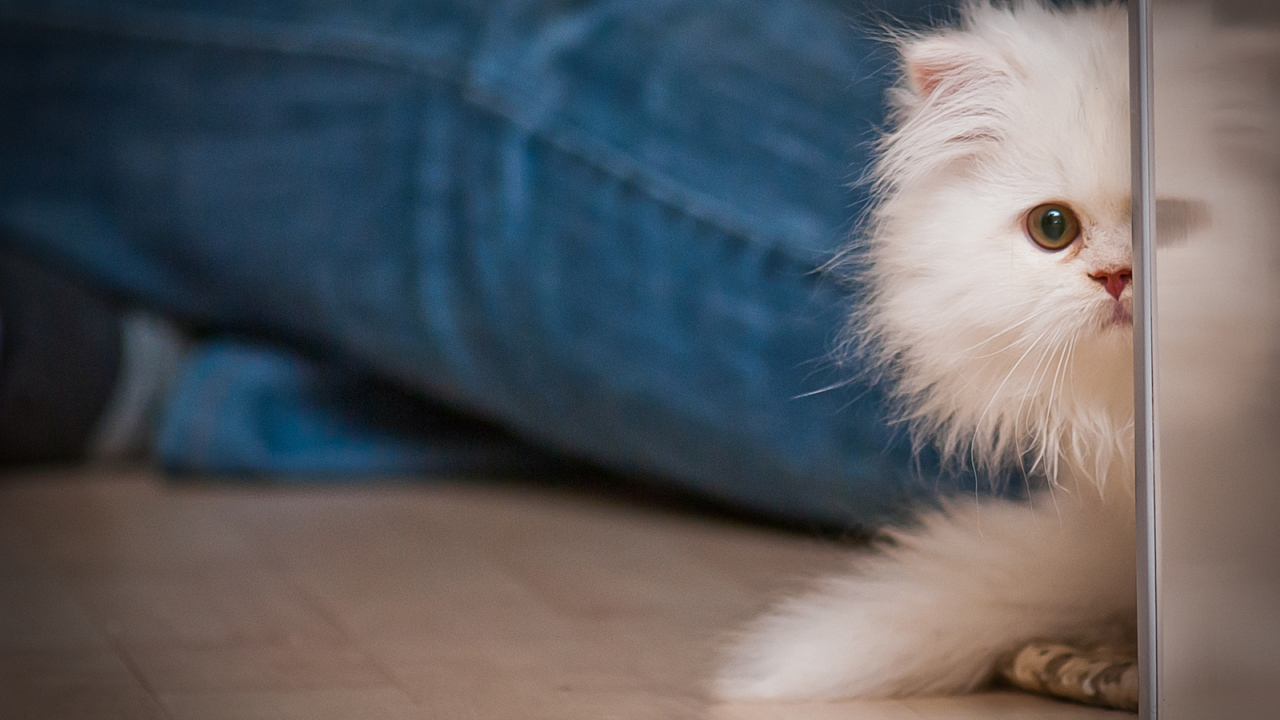 Маленький персидский кот прячется