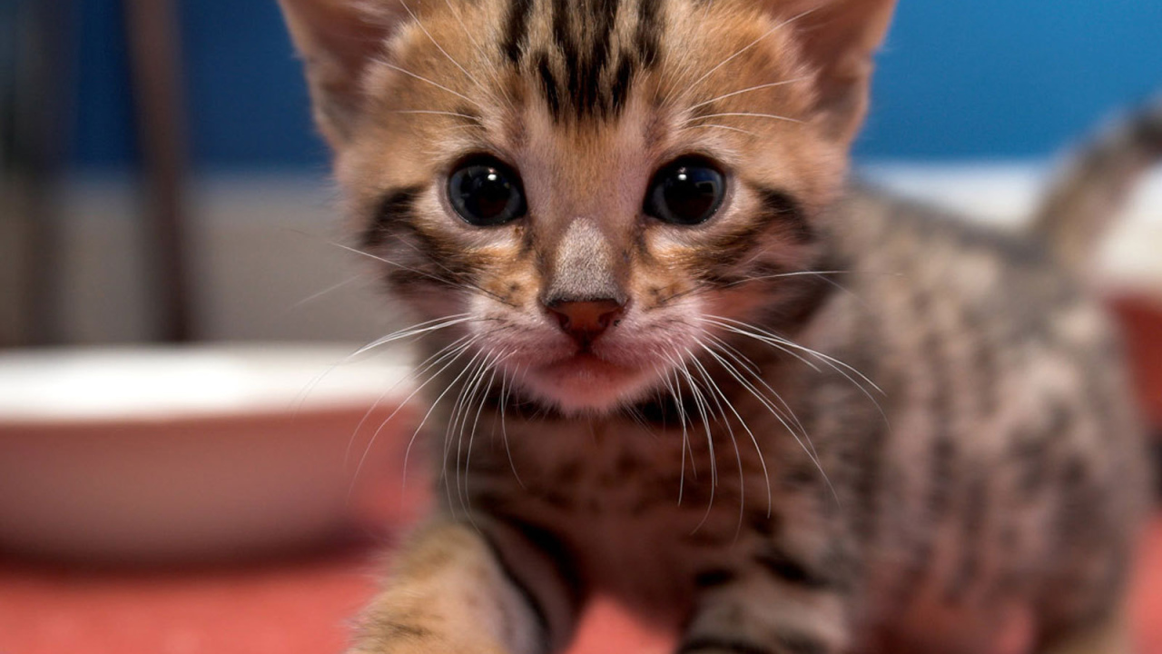 Маленький красивый бенгальский кот ищет маму