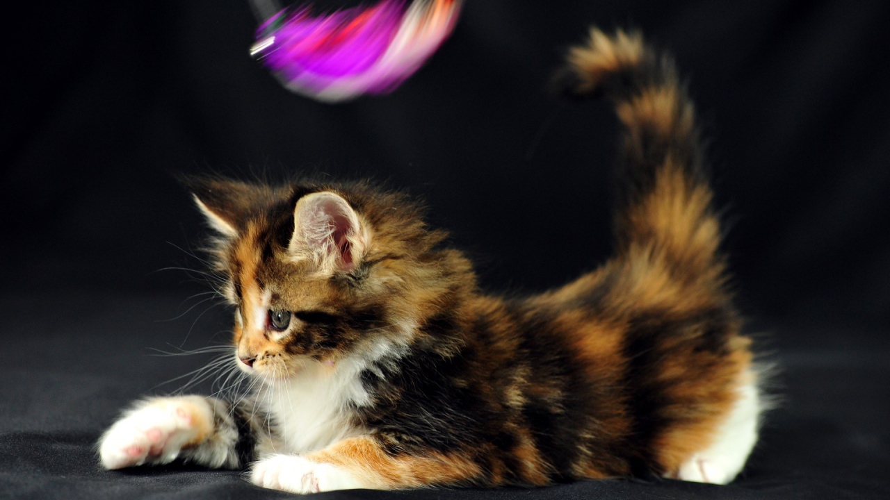 Маленький красивый кот мейн-кун играет