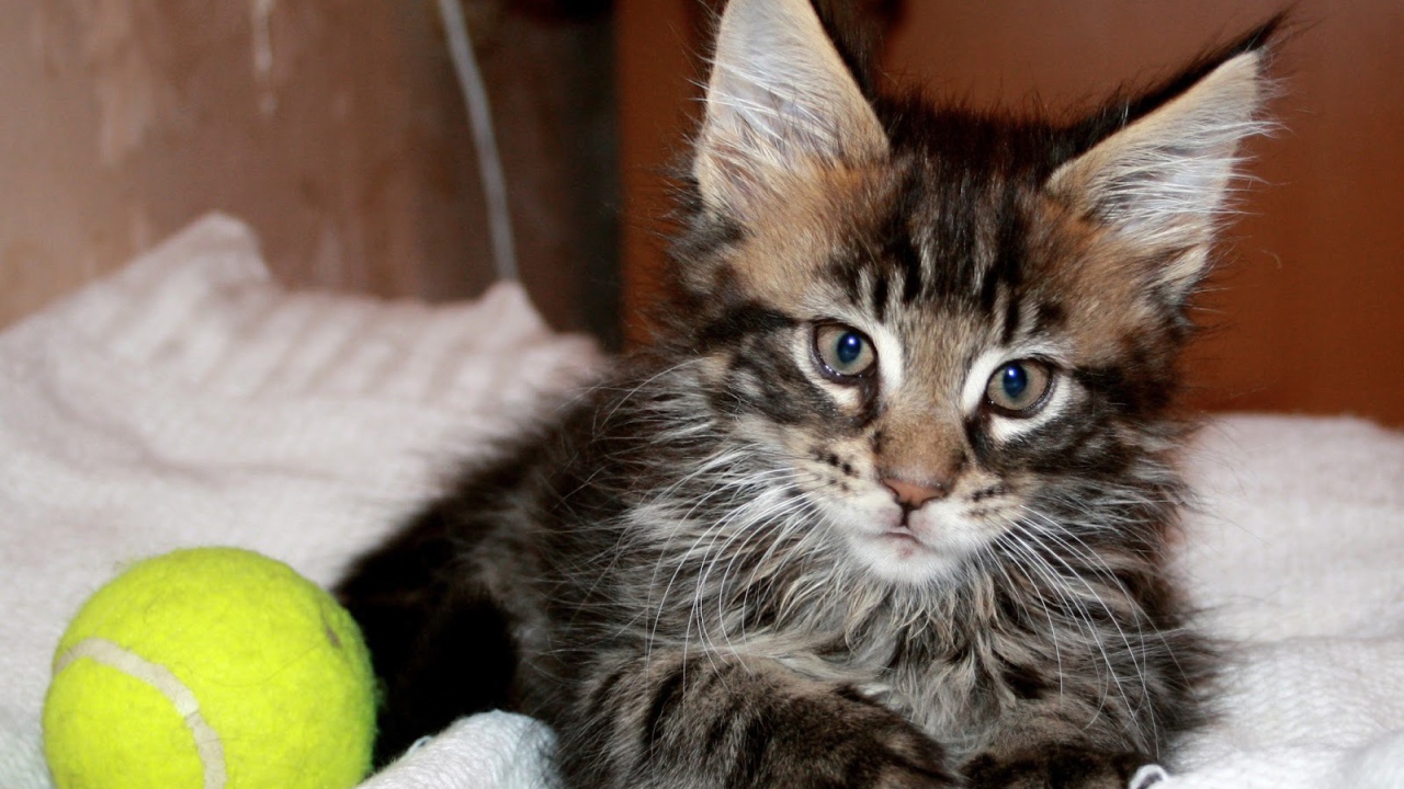 Маленький красивый кот мейн-кун с мячом