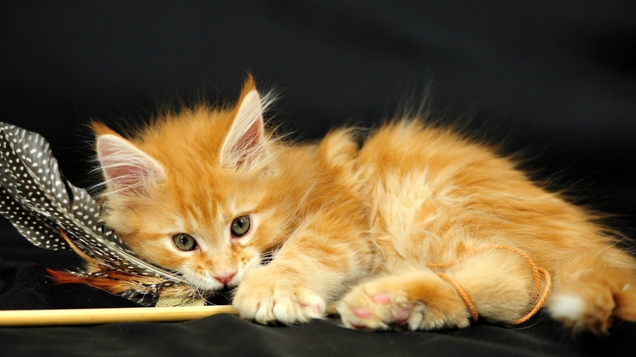 Маленький красивый рыжий кот и перо