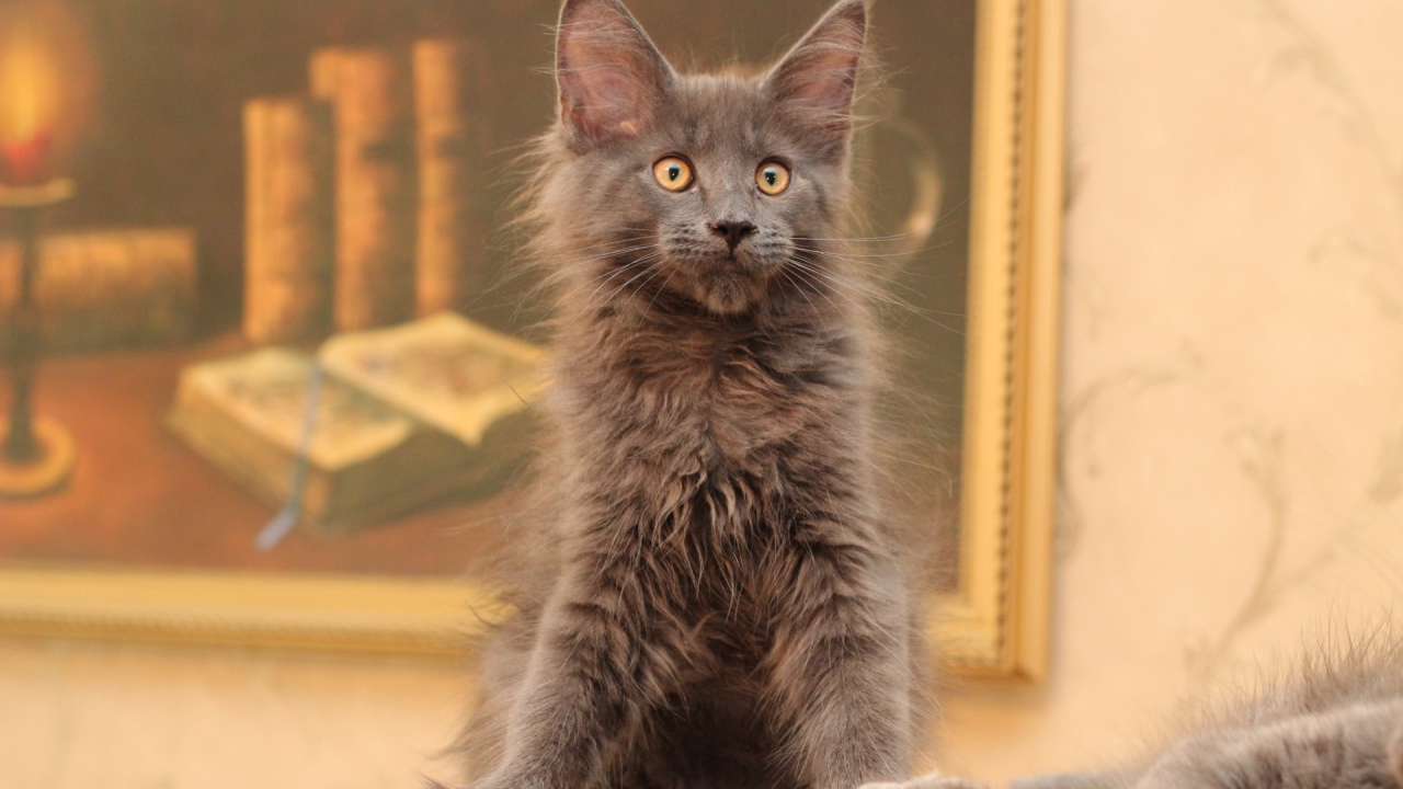 Маленький серый игривый кот мейн-кун