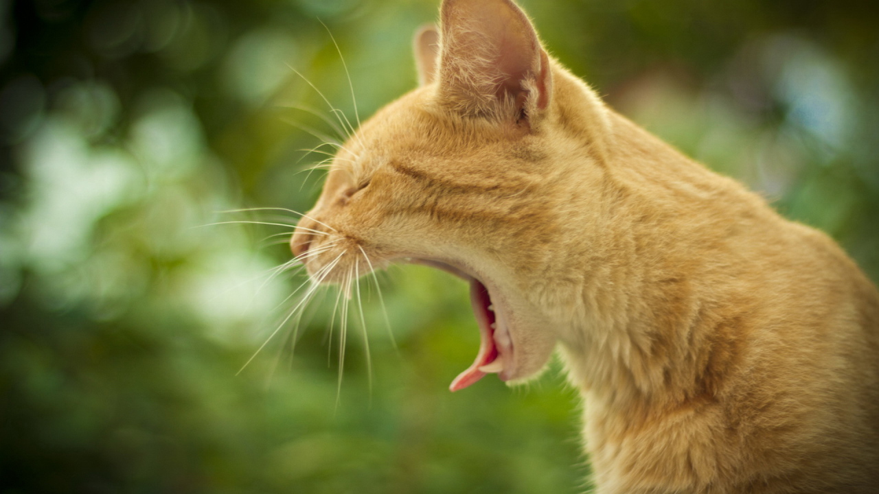 Маленький рыжий кот зевает