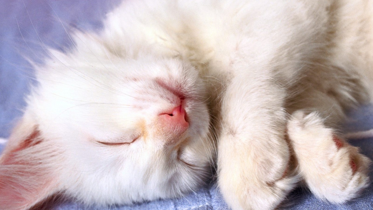 Маленький белый кот видит десятый сон